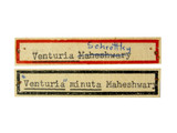 學名:Venturia minuta Gupta & Maheshwary, 1977