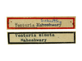 學名:Venturia minuta Gupta & Maheshwary, 1977