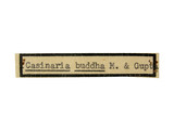 中文種名:佛凹眼姬蜂學名:Casinaria buddha Maheshwary & Gupta, 1977
