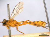 ǦW:Xanthocampoplex nigromaculatus (Cameron, 1907)