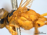 學名:Xanthocampoplex nigromaculatus (Cameron, 1907)