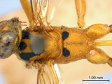 學名:Xanthocampoplex nigromaculatus (Cameron, 1907)