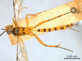 學名:Xanthocampoplex nigromaculatus (Cameron, 1907)