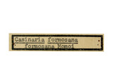 中文種名:臺灣凹眼姬蜂學名:Casinaria formosana Momoi, 1970