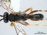 中文種名:獅凹眼姬蜂學名:Casinaria leo rufipedalis Maheshwary & Gupta, 1977