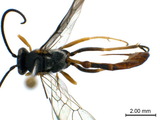 學名:Scenocharops flavipetiolus (Sonan, 1929)