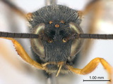 學名:Scenocharops flavipetiolus (Sonan, 1929)