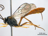 ǦW:Scenocharops flavipetiolus (Sonan, 1929)
