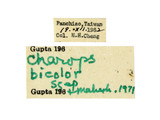 中文種名:螟蛉懸繭姬蜂學名:Charops bicolor (Szepligeti, 1906)