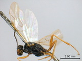 ǦW:Euryproctus striatus (Cameron, 1906)