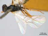 學名:Euryproctus striatus (Cameron, 1906)