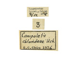 中文種名:棉鈴蟲齒唇姬蜂學名:Campoletis chlorideae Uchida, 1957