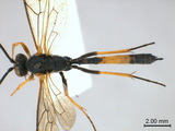 學名:Dusona angustata (Thomson, 1887)