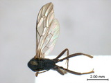 學名:Dusona petiolator (Fabricius, 1804)