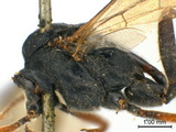 學名:Dusona nidulator (Fabricius, 1804)