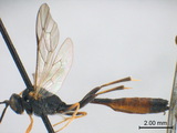 學名:Dusona simlaensis (Cameron, 1905)