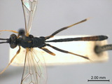 學名:Dusona simlaensis (Cameron, 1905)