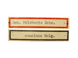 學名:Meloboris collector (Thunberg, 1822)