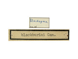 學名:Diadegma blackburni (Cameron, 1883)