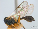 ǦW:Diadegma capense (Cameron, 1906)