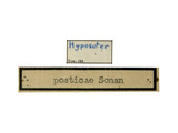 學名:Hyposoter posticae (Sonan, 1929)