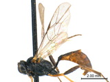 ǦW:Eriborus pilosellus (Cameron, 1906)