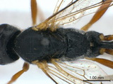 中文種名:中華鈍唇姬蜂學名:Eriborus sinicus (Holmgren, 1868)