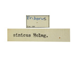 中文種名:中華鈍唇姬蜂學名:Eriborus sinicus (Holmgren, 1868)
