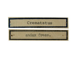 學名:Cremastus audax (Cresson, 1872)