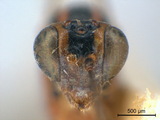 學名:Eiphosoma dentator (Fabricius, 1804)