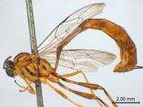 ǦW:Eiphosoma mexicanum Cresson, 1874