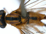 學名:Eiphosoma mexicanum Cresson, 1874