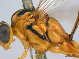 學名:Eiphosoma nigrovittatum Cresson, 1865