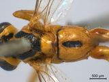 學名:Eiphosoma nigrovittatum Cresson, 1865