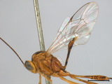 ǦW:Eiphosoma vitticolle Cresson, 1865