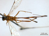 學名:Eiphosoma vitticolle Cresson, 1865