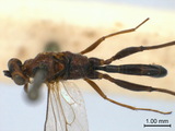 學名:Pristomerus marginicollis (Cameron, 1907)