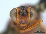 學名:Pristomerus marginicollis (Cameron, 1907)