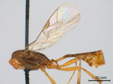 ǦW:Temelucha basiornata (Cameron, 1911)