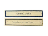 學名:Temelucha basiornata (Cameron, 1911)