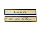 中文種名:螟黃抱緣姬蜂學名:Temelucha biguttula (Matsumura, 1910)