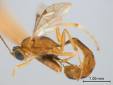 ǦW:Trathala flavoorbitalis (Cameron, 1907)