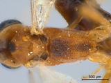 學名:Trathala flavoorbitalis (Cameron, 1907)