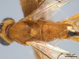 學名:Trathala flavoorbitalis (Cameron, 1907)