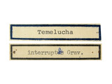 學名:Temelucha interruptor (Gravenhorst, 1829)