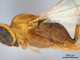 中文種名:菲島抱緣姬蜂學名:Temelucha philippinensis Ashmead, 1904