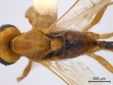 中文種名:菲島抱緣姬蜂學名:Temelucha philippinensis Ashmead, 1904