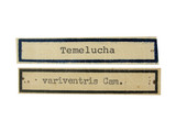 學名:Temelucha variventris (Cameron, 1911)