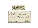 學名:Tersilochus (Tersilochus) conotracheli (Riley, 1871)