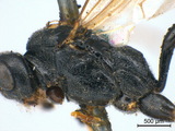 學名:Diaparsis (Diaparsis) nutritor (Fabricius, 1804)